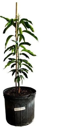 Glenn MANGO TREE GRAFTED 2-4 Ft Tall.Ship To CA&PR. Actual Photos
