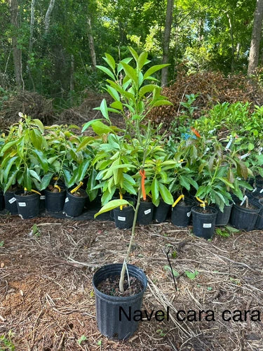 Orange Dream Tree Box: 1-moro Blood 1-Valencia 1-Caracara 1-Tangerine