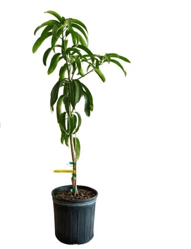 Kent Fast Growing MANGO TREE GRAFTED 2-4 Ft Tall.Ship To CA&PR. Actual Photos