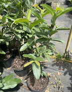 Fruiting Ruby Supreme Red Guava tree 2-4ft tall with( Air layer tree).