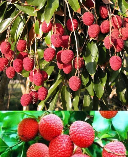 Lychee tree Mauritius air layered 2-4ft Tall. We Ship To CA &PR. Real Pics