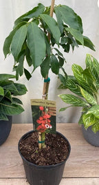 Lychee tree Mauritius air layered 2-4ft Tall. We Ship To CA &PR. Real Pics