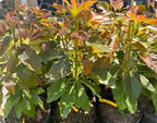 Super Hass Grafted Avocado Tree 2-3 Ft Tall Cold Hardy.Ship To CA &PR. Real Pics
