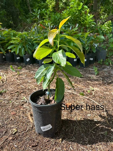 Super Hass Grafted Avocado Tree 2-3 Ft Tall Cold Hardy.Ship To CA &PR. Real Pics