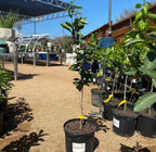 Seedless Navel Oranges Grafted 2-4 Ft Tall. Ships To All States. Real Photos
