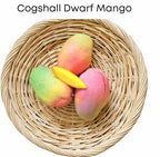 Cogshall Dwarf MANGO TREE GRAFTED 2-4 Ft Tall.Ship To CA&PR. Actual Photos