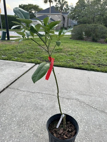 Red ruby grapefruit (grafted). 2-4ft Tall. Ship To CA&PR
