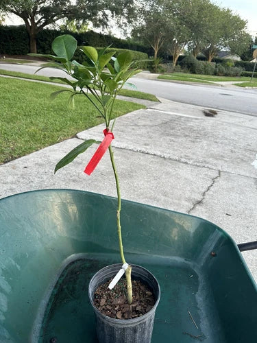 Red ruby grapefruit (grafted). 2-4ft Tall. Ship To CA&PR