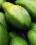 CATALINA Avocado Trees Grafted 2-3 Feet Tall. We Ship To CA &PR. Real Pics