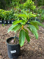 CATALINA Avocado Trees Grafted 2-3 Feet Tall. We Ship To CA &PR. Real Pics