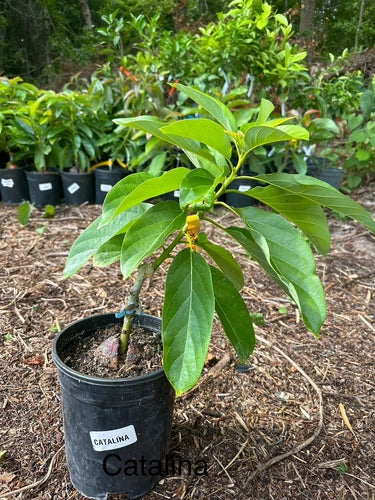 CATALINA Avocado Trees Grafted 2-3 Feet Tall. We Ship To CA &PR. Real Pics