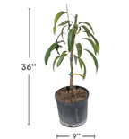 Bailey’s Marvel MANGO TREE GRAFTED (2-4 Feet Tall). We Ship To All States.