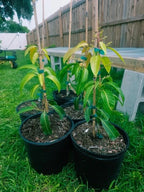 Flowering Coconut Cream Mango Grafted . Ship To All States. 3 Gallons
