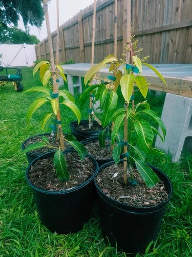 Flowering Coconut Cream Mango Grafted . Ship To All States. 3 Gallons