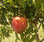 All Summer Or Marlys MANGO TREE GRAFTED (2-4 Feet Tall). We Ship To CA &PR.