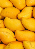 Choc Anon (miracle) Mango Grafted Tree 2-4 Ft Tall. Ship To All States