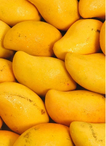 Choc Anon (miracle) Mango Grafted Tree 2-4 Ft Tall. Ship To All States