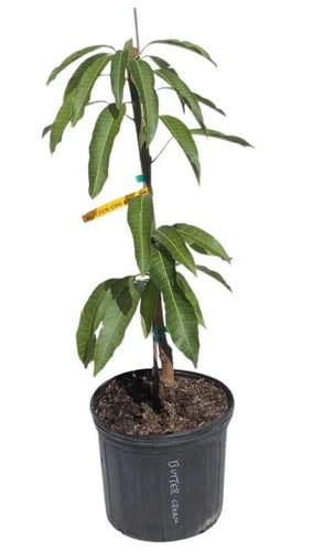 Butter Cream Mango Grafted Tree 2-4 Ft Tall. Ship To All States