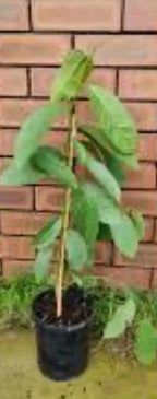 Rollinia Tree 1.5-3 Ft Tall. We Ship To All States