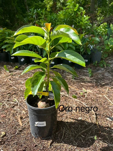 Oro Negro Grafted Avocado tree 2-4 Ft Tall. We Ship To All States