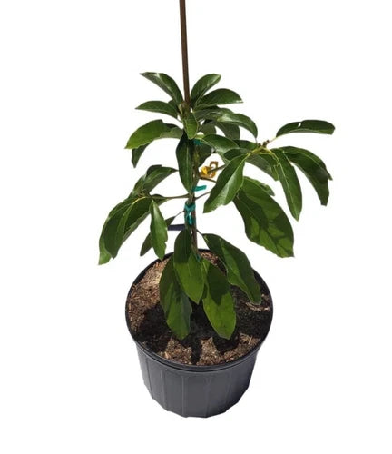 Hall Avocado Grafted Tree 2-4 Ft Tall Cold HARDY.We Ship To All States.real Pics