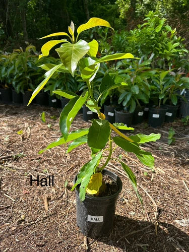 Hall Avocado Grafted Tree 2-4 Ft Tall Cold HARDY.We Ship To All States.real Pics