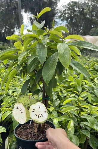 Soursop Guanabana 1.5-3 Ft Tall. We Ship To All States