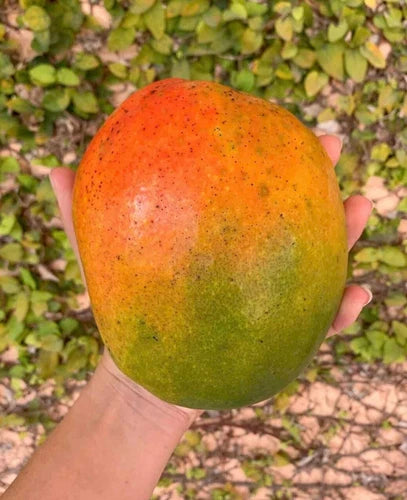 Jakarta MANGO TREE GRAFTED 2-4 Ft Tall.Ship To CA&PR. Actual Photos