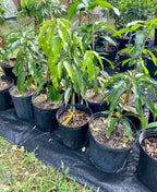 Jakarta MANGO TREE GRAFTED 2-4 Ft Tall.Ship To CA&PR. Actual Photos