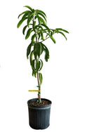 Kent Fast Growing MANGO TREE GRAFTED 3-5Ft Tall.Ship To CA&PR. 7 Gallon Tree