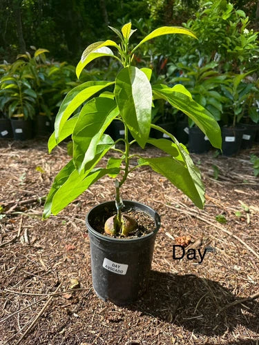 Day Avocado Tree Grafted 2-4 Ft Tall Cold Hardy. We Ship To CA &PR