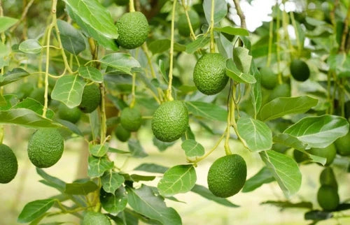 Day Avocado Tree Grafted 2-4 Ft Tall Cold Hardy. We Ship To CA &PR