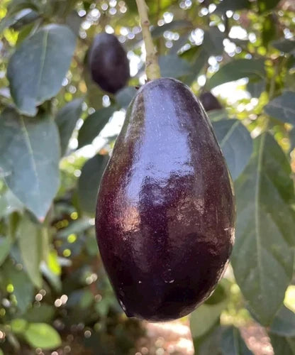 Grafted Mexicola Grande Avocado Tree, Cold Hardy. 2-4ft Tall. We Ship To CA &PR