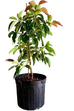 Monroe Avocado Grafted 2-4ft. Ship To All States. Real Pics
