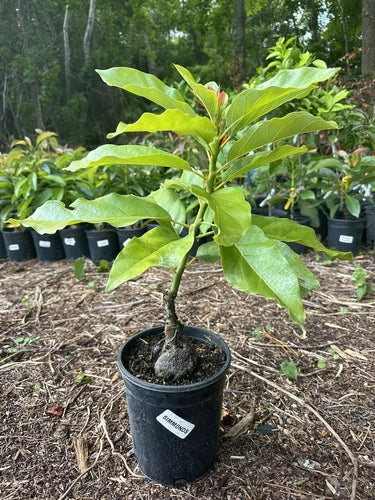 Simmonds Grafted Avocado Tree 2-4ft Semi Dwarf. Ship To All States. Actual Photo