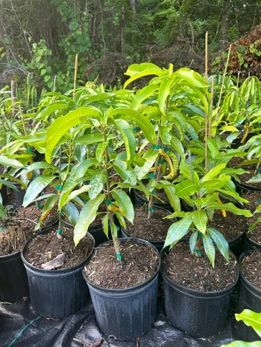Ban Kun Sri MANGO TREE GRAFTED (2-4 Feet Tall). We Ship To All States.
