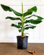 Cavendish dwarf Banana tree. ship to all states in 3 gallons pot