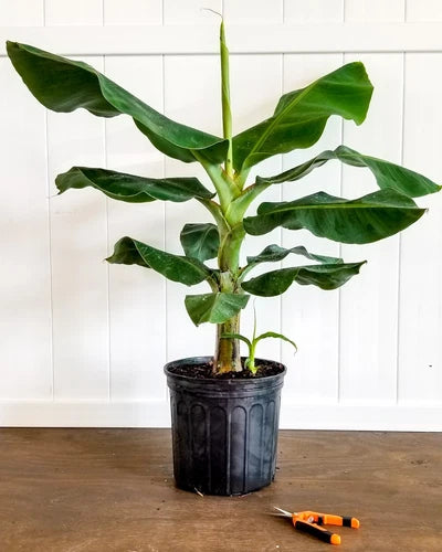 Cavendish dwarf Banana tree. ship to all states in 3 gallons pot
