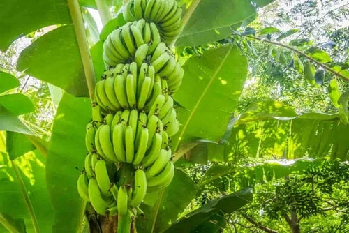 Cavendish dwarf Banana tree. ship to all states in 3 gallons pot