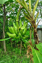 Cavendish dwarf Banana tree. ship to all states in 3 gallons pot