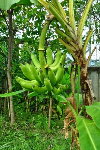 Cavendish dwarf Banana tree. ship to all states in 3 gallons pot