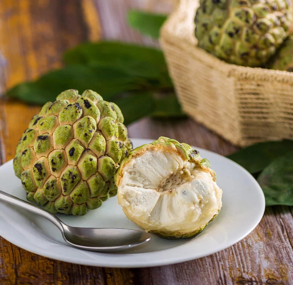 Sugar Apple Grafted Tree 2-4 Ft Long. Ship To CA&PR