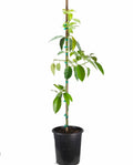 Grafted Mexicola Grande Avocado Tree, Cold Hardy. 2-4ft Tall. We Ship To CA &PR