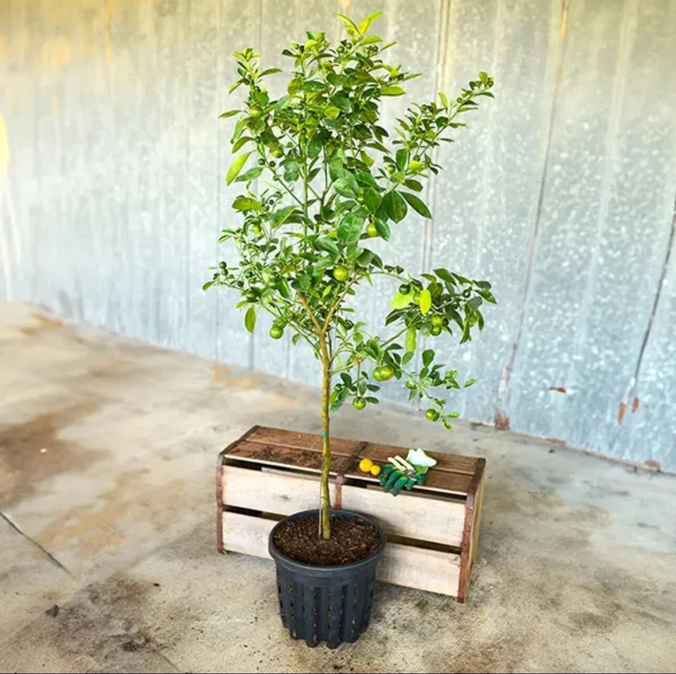 Fruiting Calamondin Orange Tree. Self-pollinating Grafted.