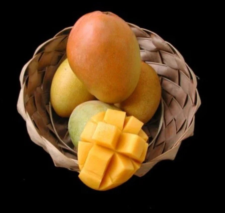Glenn MANGO TREE GRAFTED 2-4 Ft Tall.Ship To CA&PR. Actual Photos