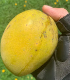 Crème Brûlée Mango Grafted Tree 2-4 Ft Tall. Ship To All States