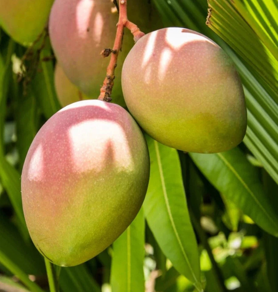 Super Alphonso MANGO TREE GRAFTED (2-4 Feet Tall). Ship To CA&PR. Actual Pics