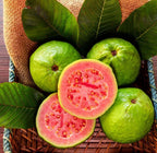 Fruiting Ruby Supreme Red Guava tree 2-4ft tall with( Air layer tree).