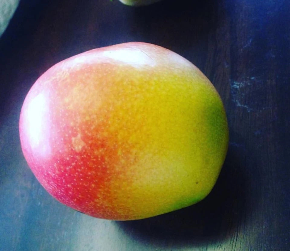 Bailey’s Marvel MANGO TREE GRAFTED (2-4 Feet Tall). We Ship To All States.