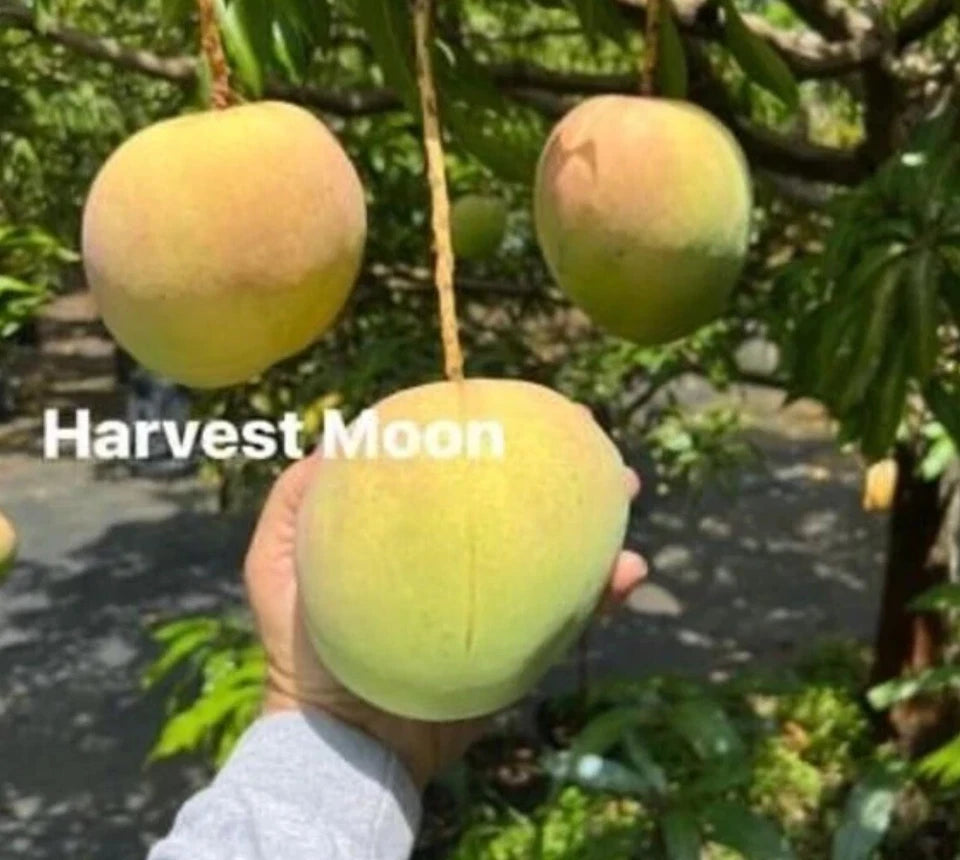 Honey Moon MANGO TREE GRAFTED 2-4 Ft Tall. Ship To All States